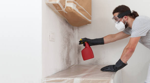 Basement Mold Remediation treatment on basement walls in Flourtown